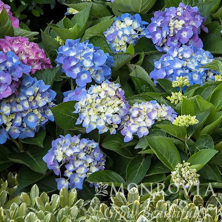 Hydrangea macrophylla 'HMUPSI' PP #28,974 ~ Monrovia® Seaside Serenade® Cape Cod Hydrangea-ServeScape