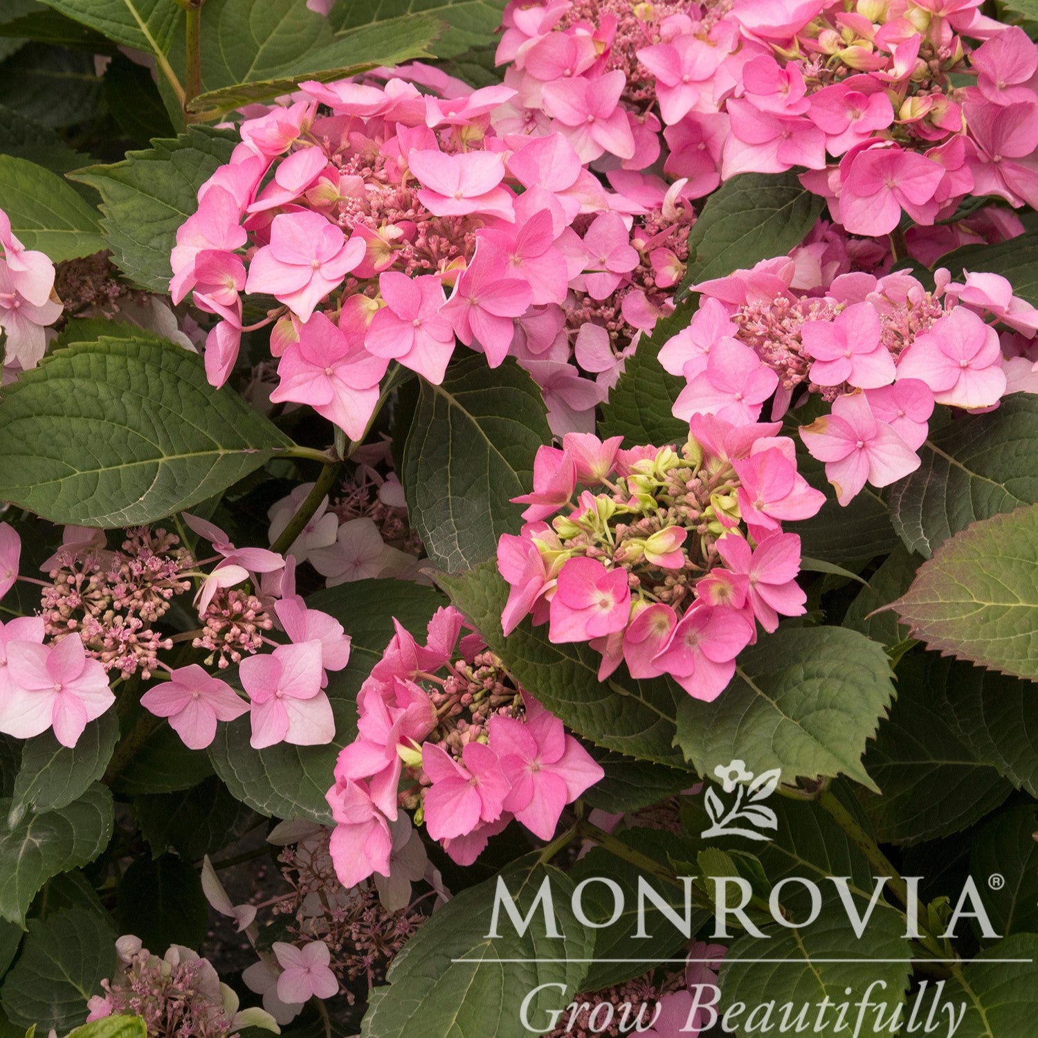 Hydrangea macrophylla 'SMHMEPSILON' PP #28,974 ~ Monrovia® Seaside Serenade® Outer Banks Hydrangea-ServeScape