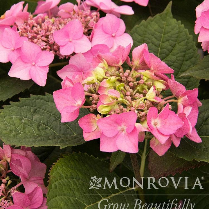 Hydrangea macrophylla 'SMHMEPSILON' PP #28,974 ~ Monrovia® Seaside Serenade® Outer Banks Hydrangea-ServeScape
