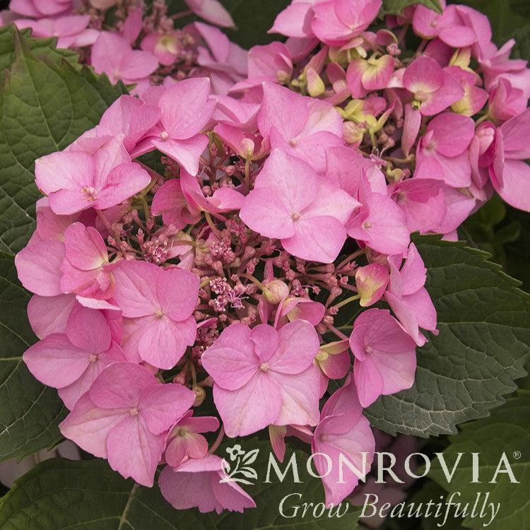 Hydrangea macrophylla 'SMHMEPSILON' PP #28,974 ~ Monrovia® Seaside Serenade® Outer Banks Hydrangea-ServeScape