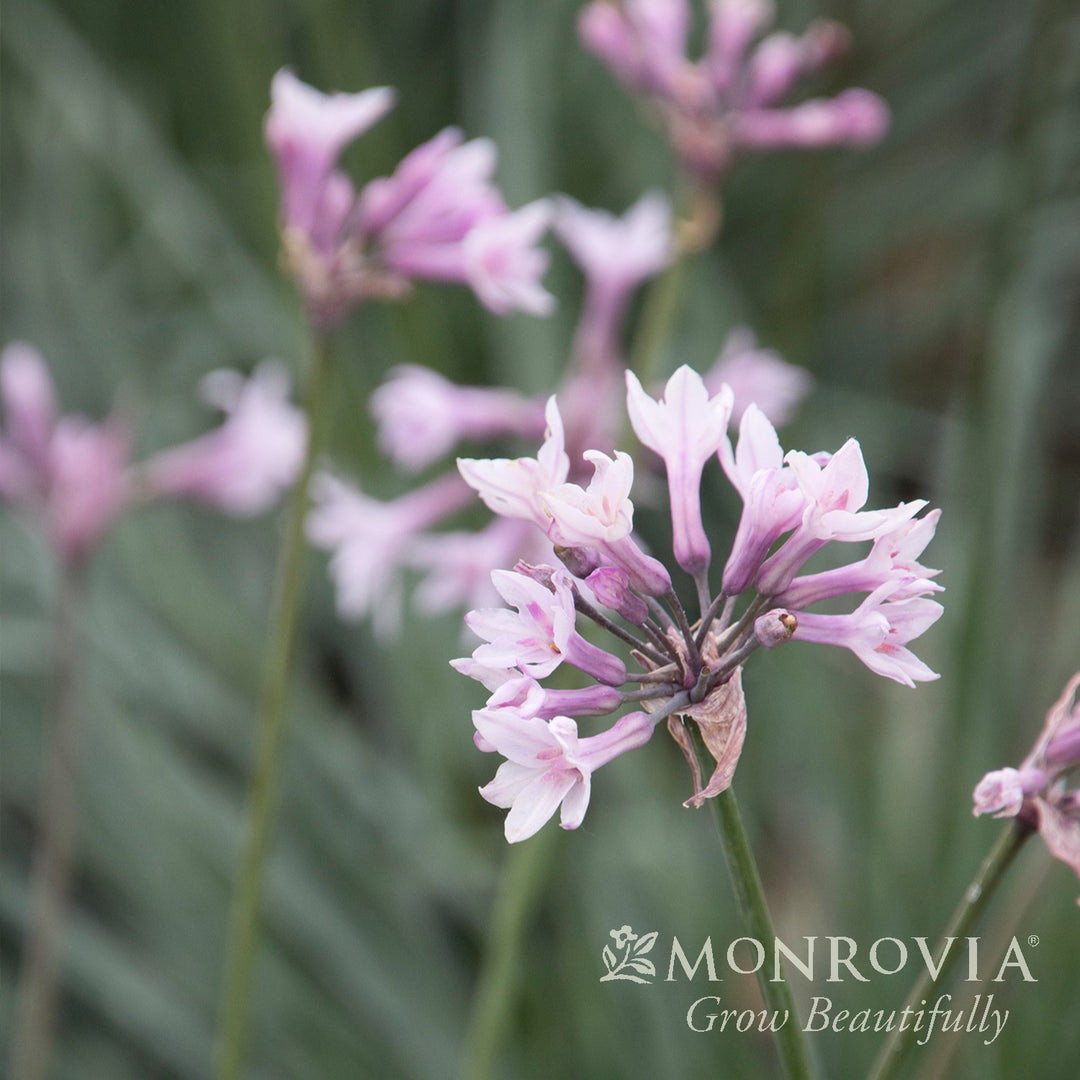 Tulbaghia 'Ashanti' PP27,404 ~ Monrovia® Ashanti Society Garlic-ServeScape