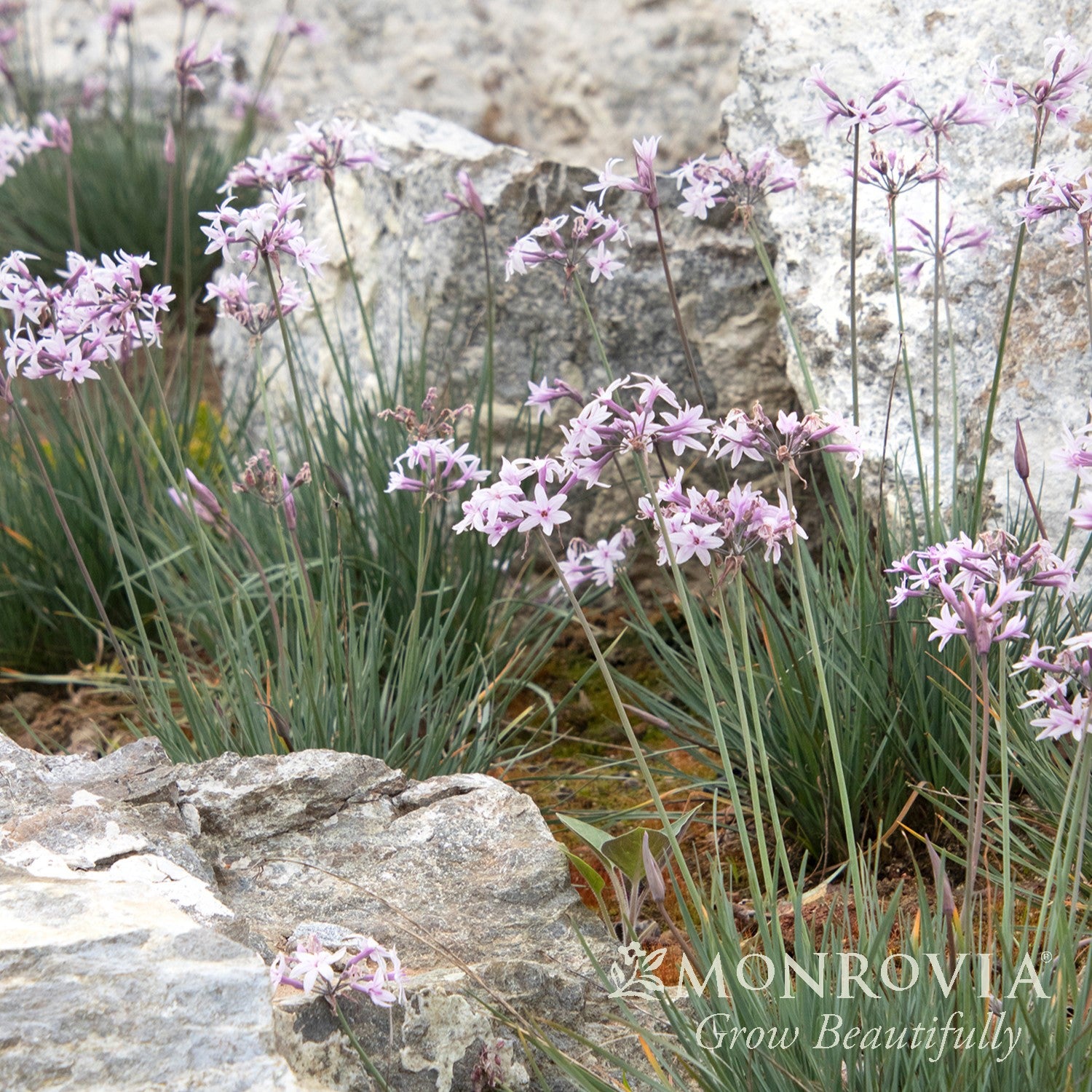 Tulbaghia 'Ashanti' PP27,404 ~ Monrovia® Ashanti Society Garlic-ServeScape