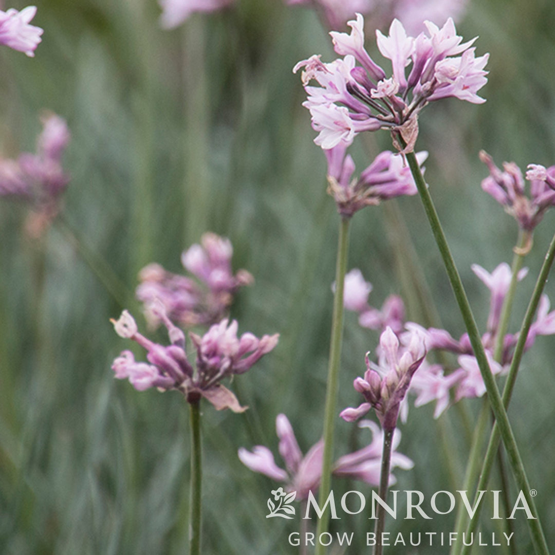 Tulbaghia 'Ashanti' PP27,404 ~ Monrovia® Ashanti Society Garlic-ServeScape