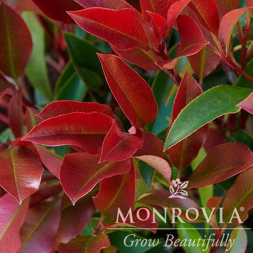 Photinia glabra 'Parsur' PP #19,390 ~ Monrovia® Red Dynamo Photinia-ServeScape