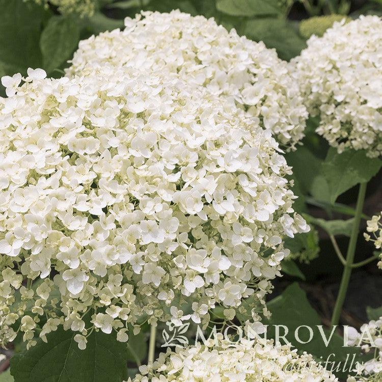 Hydrangea arborescens 'SMHAMWM' ~ Monrovia® Seaside Serenade® Bar Harbor Hydrangea-ServeScape