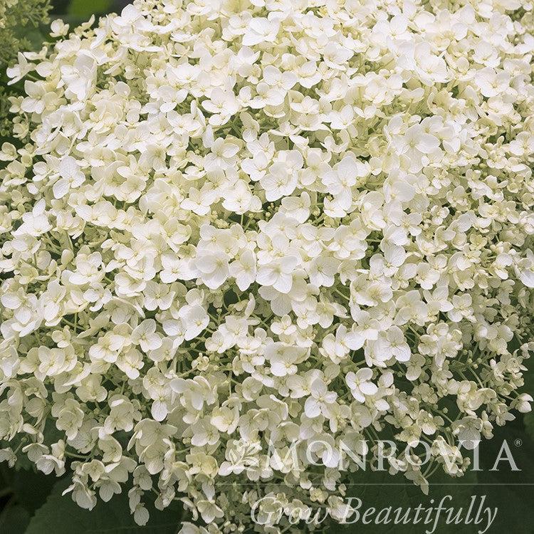 Hydrangea arborescens 'SMHAMWM' ~ Monrovia® Seaside Serenade® Bar Harbor Hydrangea-ServeScape