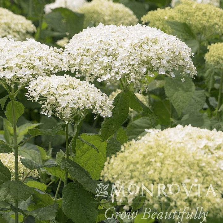 Hydrangea arborescens 'SMHAMWM' ~ Monrovia® Seaside Serenade® Bar Harbor Hydrangea-ServeScape