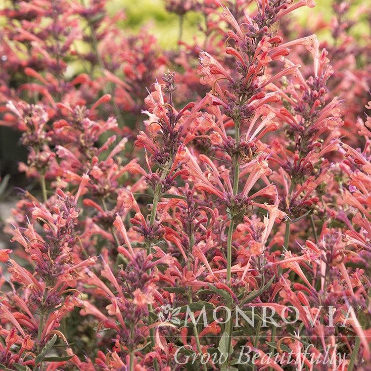 Agastache ‘Kudos Coral’ ~ Monrovia® Kudos™ Coral Hummingbird Mint, Hyssop-ServeScape
