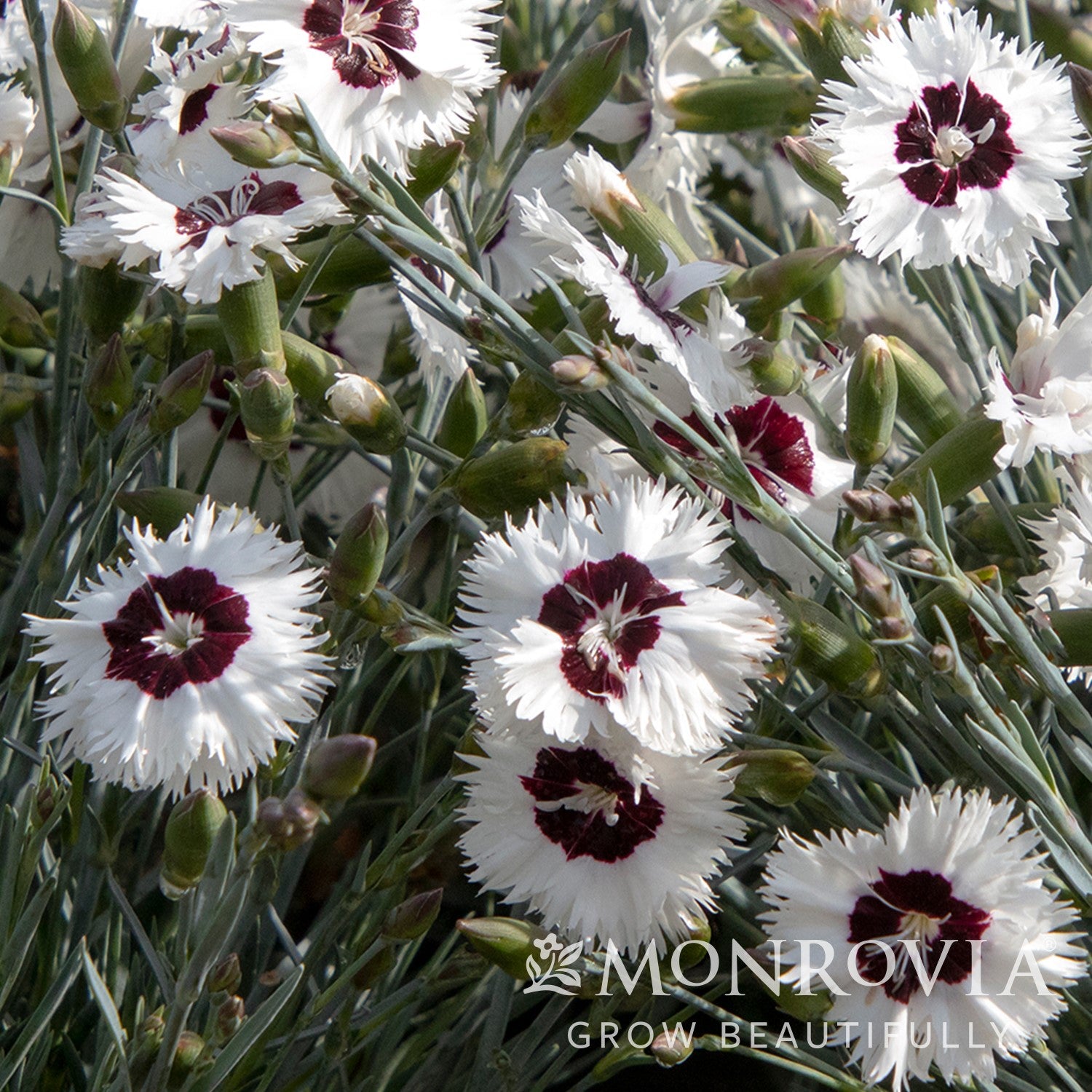 Dianthus hybrida 'WP13 GIL05' PP #26,776 ~ Monrovia® Whetman Stars® Star Single™ Stargazer Dianthus-ServeScape