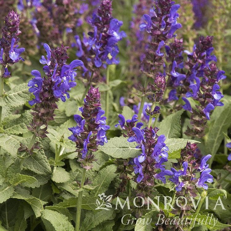 Salvia nemorosa 'Blue Marvel' ~ Monrovia® Blue Marvel Meadow Sage-ServeScape