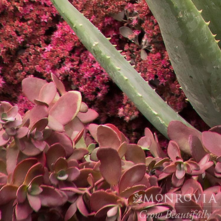 Sedum 'Firecracker' ~ Monrovia® SunSparkler® Firecracker Sedum-ServeScape