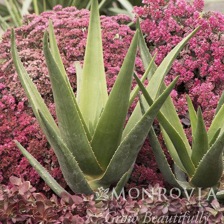 Sedum 'Firecracker' ~ Monrovia® SunSparkler® Firecracker Sedum-ServeScape