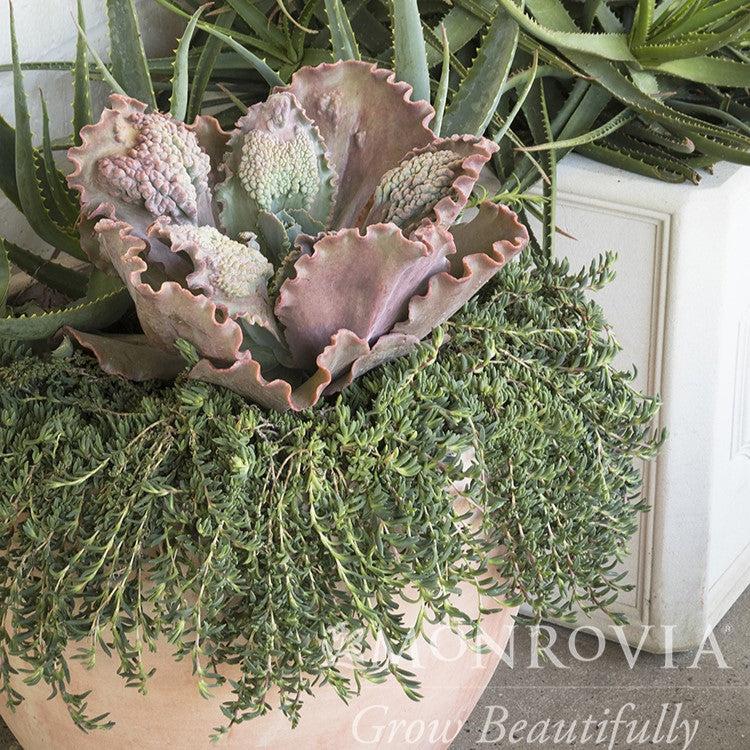 Echeveria 'Ruffled Red' ~ Monrovia® Ruffled Red Echeveria-ServeScape