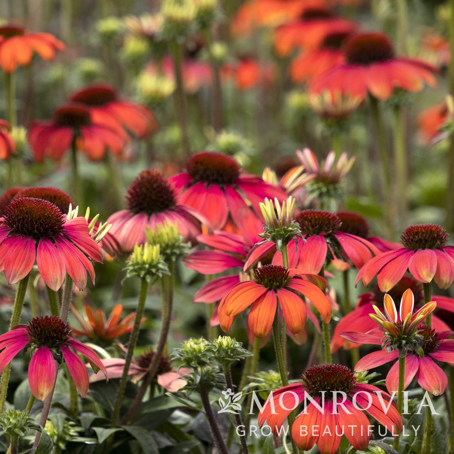 Echinacea 'Balevoesta' ~ Monrovia® Evolution™ Fiesta™ Coneflower-ServeScape