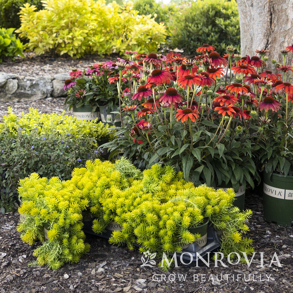 Sedum rupestre 'Angelina' ~ Monrovia® Angelina Stonecrop-ServeScape