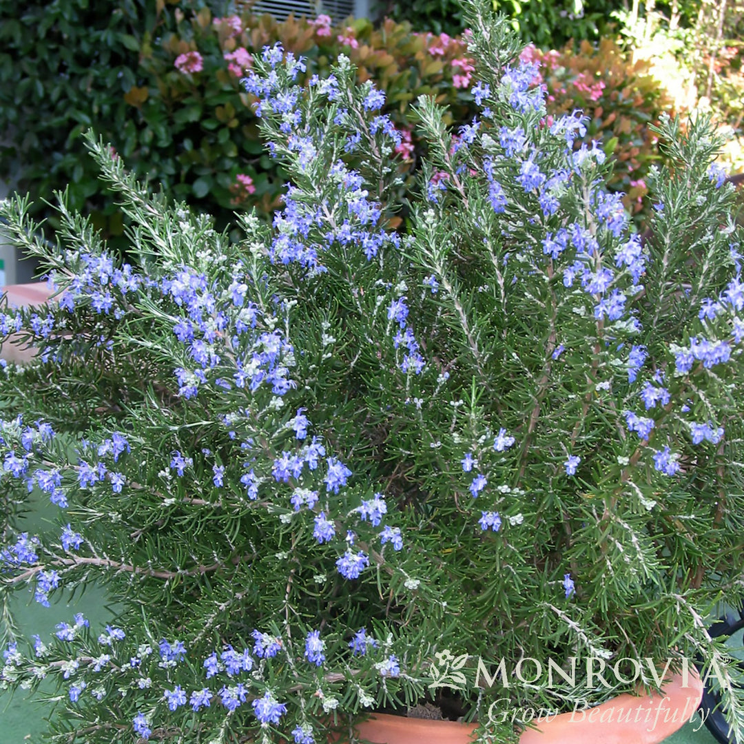 Rosemarinus officinalis 'Roman Beauty' PP18192 ~ Monrovia® Chef’s Choice® Rosemary-ServeScape