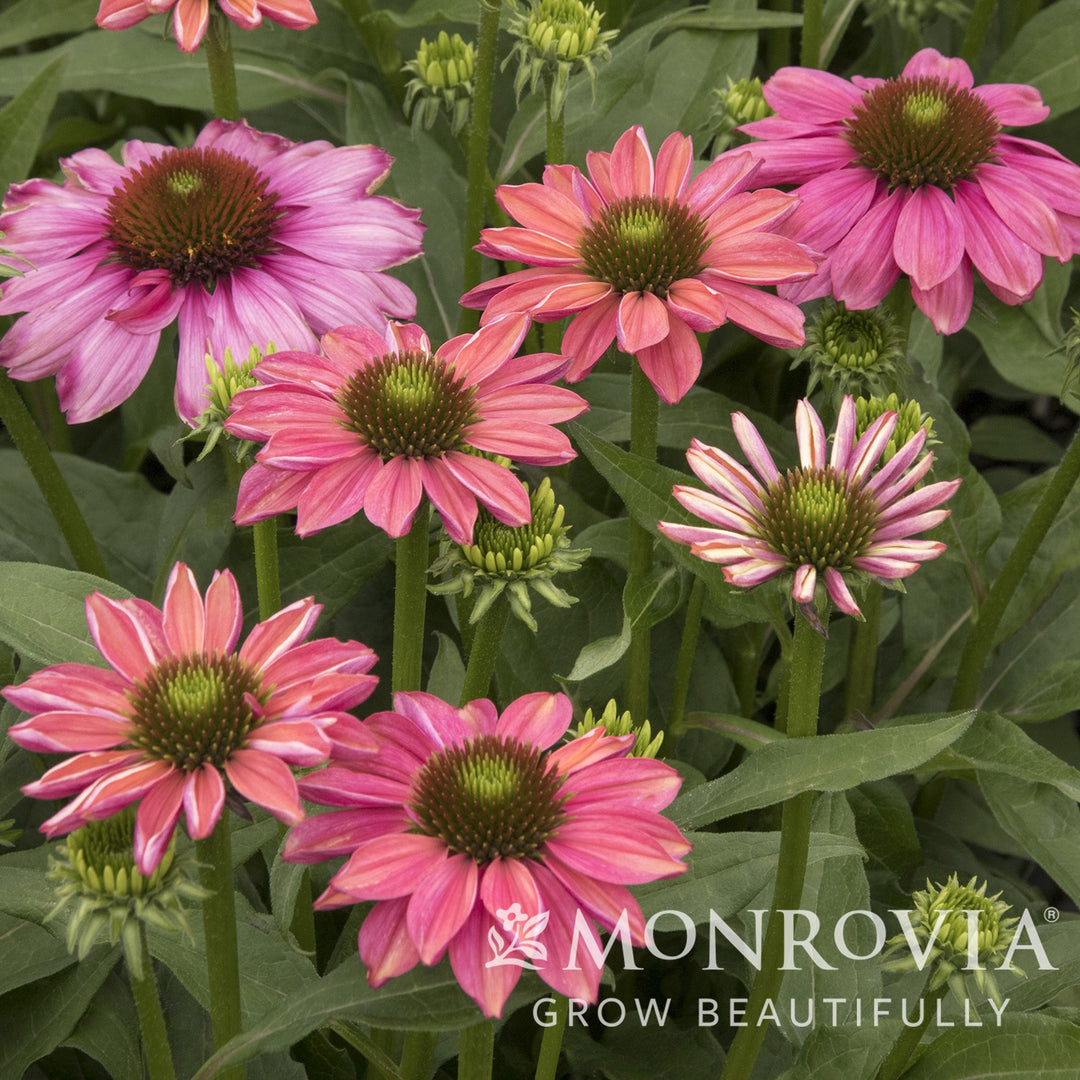 Echinacea 'Balevoeen' ~ Monrovia® Evolution™ Colorific™ Coneflower-ServeScape