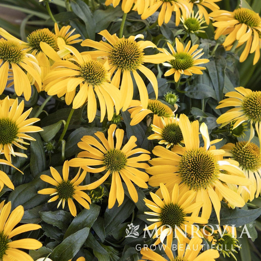 Echinacea 'Balevoelf' PP31064 ~ Monrovia® Evolution™ Yellow Falls Coneflower-ServeScape