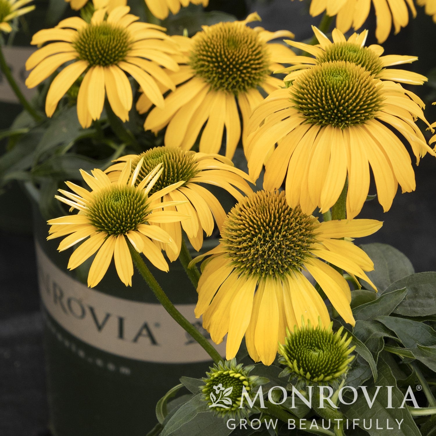 Echinacea 'Balevoelf' PP31064 ~ Monrovia® Evolution™ Yellow Falls Coneflower-ServeScape