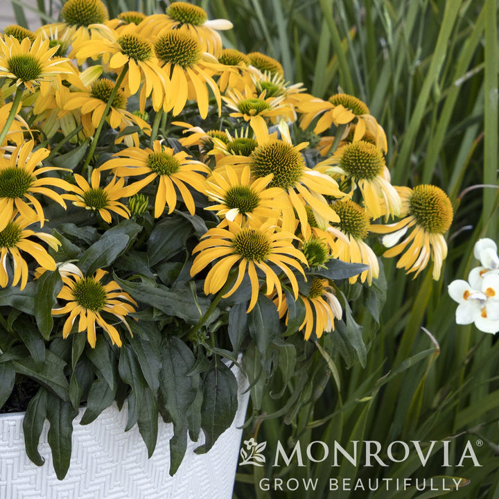 Echinacea 'Balevoelf' PP31064 ~ Monrovia® Evolution™ Yellow Falls Coneflower-ServeScape
