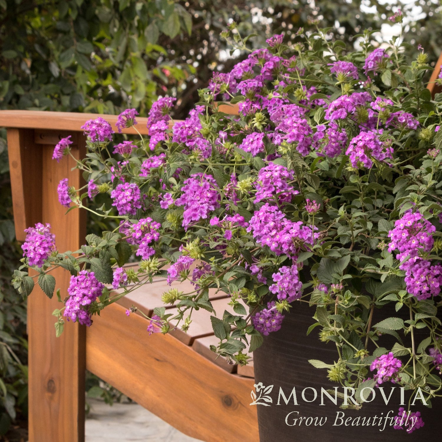 Lantana sellowiana 'MONPur' ~ Monrovia® Purple Potion™ Trailing Lantana-ServeScape
