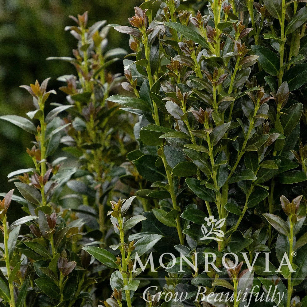 Ilex x crenata 'RutHol5' ~ Monrovia® Ruby Colonnade® Holly-ServeScape