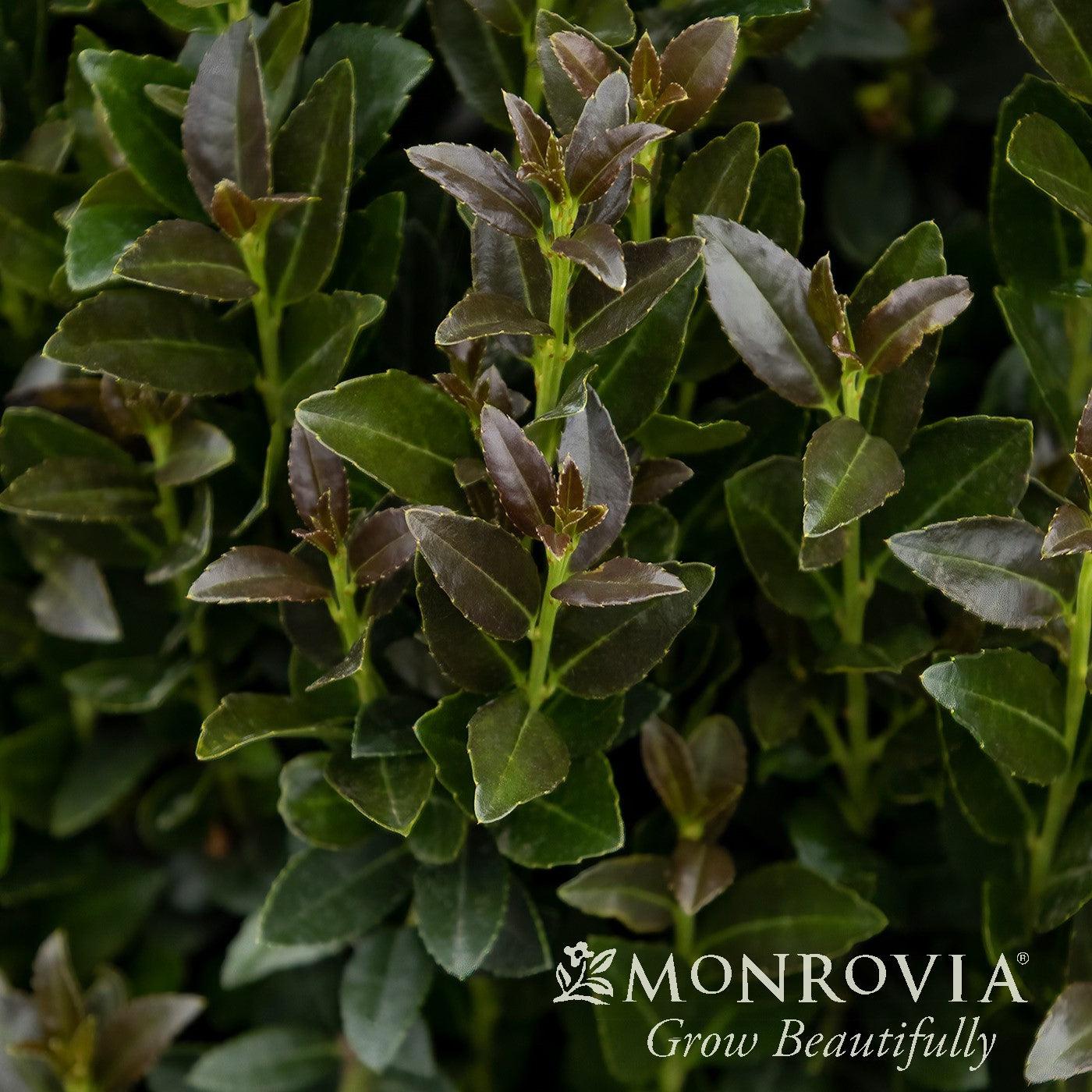 Ilex x crenata 'RutHol5' ~ Monrovia® Ruby Colonnade® Holly-ServeScape