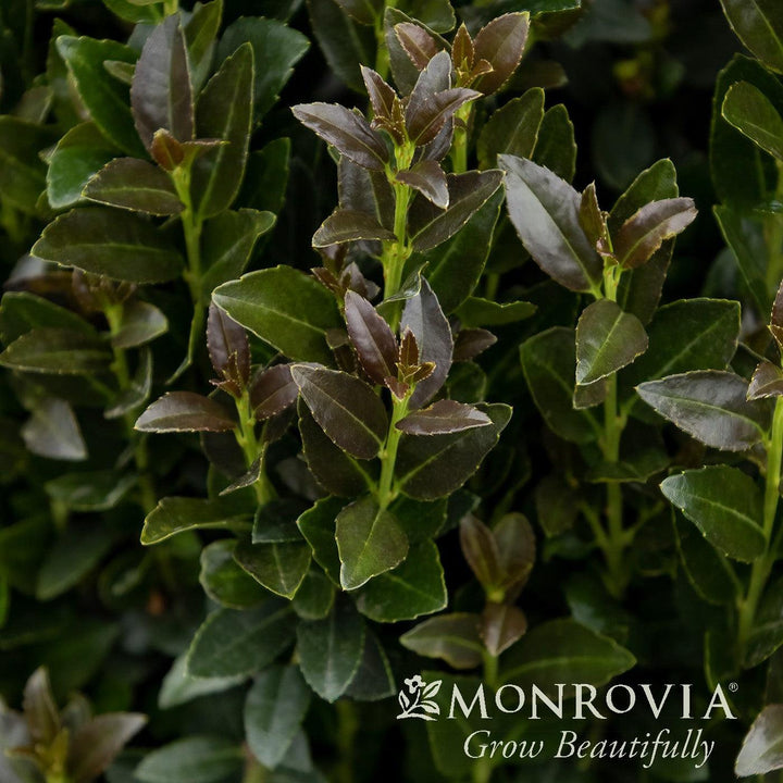 Ilex x crenata 'RutHol5' ~ Monrovia® Ruby Colonnade® Holly-ServeScape