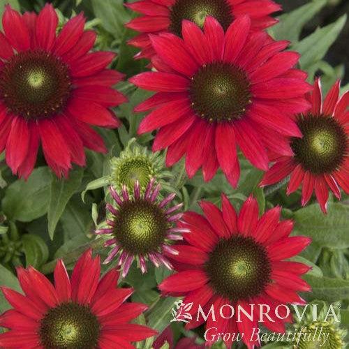 Echinacea x 'Balsombabur' PP #28,162 ~ Monrovia® Sombrero® Baja Burgundy Coneflower-ServeScape