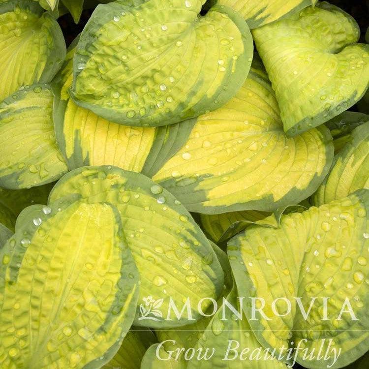Hosta x 'Brother Stefan' ~ Monrovia® Brother Stefan Hosta-ServeScape