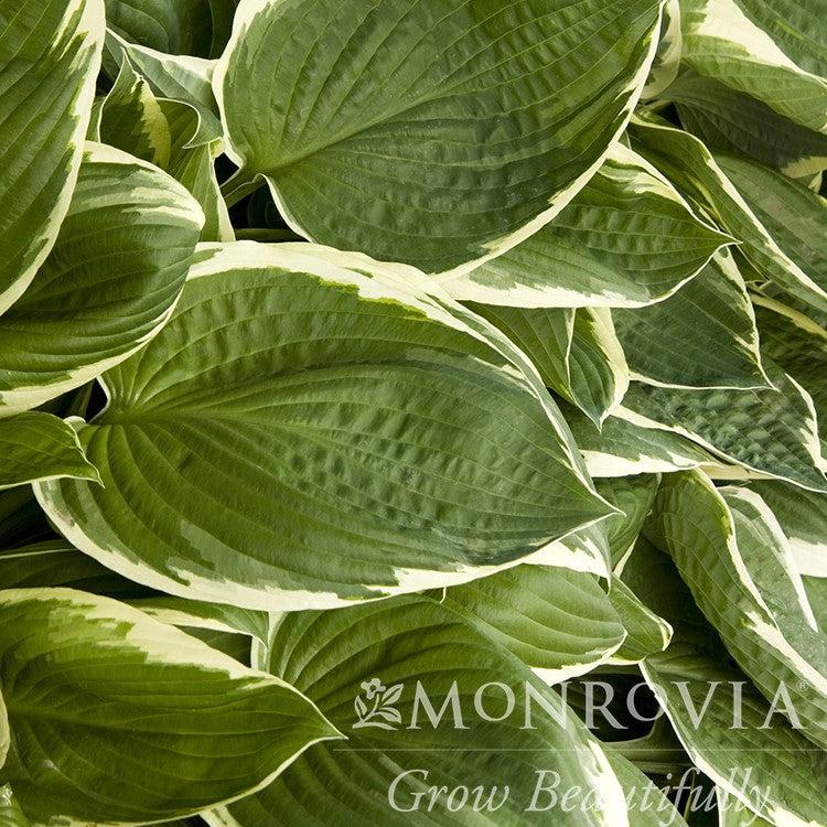 Hosta 'Francee' ~ Monrovia® Francee Hosta-ServeScape