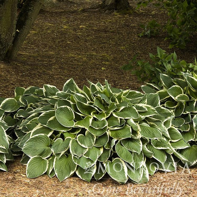 Hosta 'Francee' ~ Monrovia® Francee Hosta-ServeScape