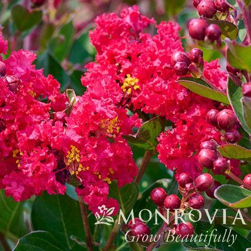 Lagerstroemia x 'PIILAG B5' PP25476 ~ Monrovia® Enduring Summer™ Red Crape Myrtle-ServeScape
