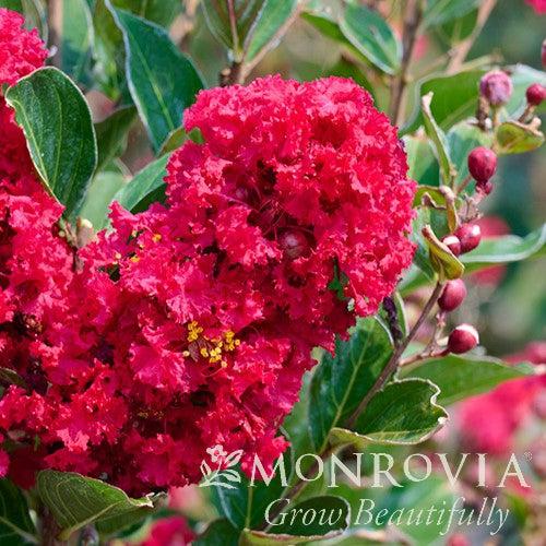 Lagerstroemia x 'PIILAG B5' PP25476 ~ Monrovia® Enduring Summer™ Red Crape Myrtle-ServeScape
