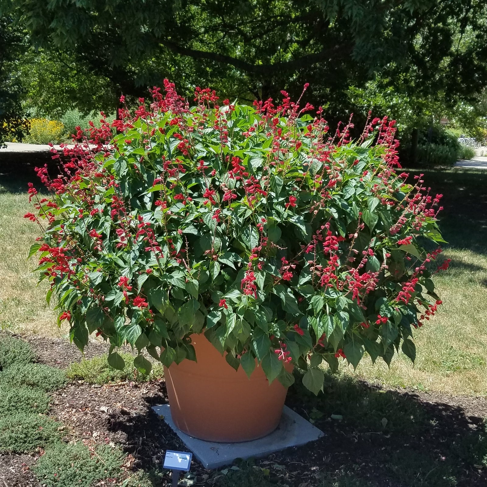 Salvia splendens 'Saucy Red' ~ Saucy™ Red Salvia-ServeScape