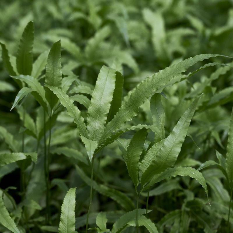 Pteris cretica 'Velociraptor’ ~ Monrovia® Jurassic™ Velociraptor Ribbon Fern-ServeScape