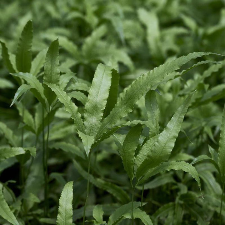 Pteris cretica 'Velociraptor’ ~ Monrovia® Jurassic™ Velociraptor Ribbon Fern-ServeScape