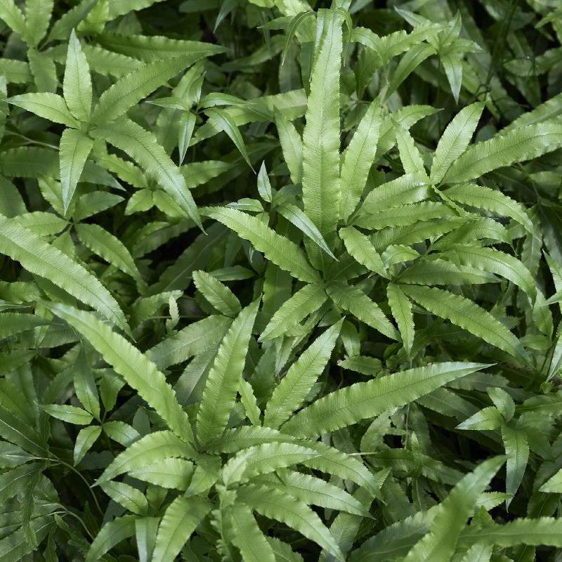 Pteris cretica 'Velociraptor’ ~ Monrovia® Jurassic™ Velociraptor Ribbon Fern-ServeScape