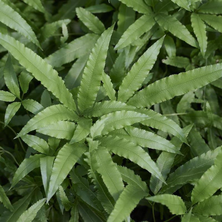 Pteris cretica 'Velociraptor’ ~ Monrovia® Jurassic™ Velociraptor Ribbon Fern-ServeScape