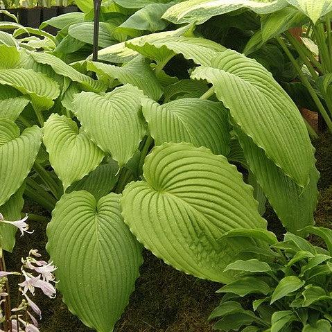 Hosta 'Dancing Queen' ~ Monrovia® Dancing Queen Hosta-ServeScape
