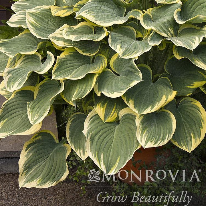 Hosta fluctuans 'Sagae' ~ Monrovia® Sagae Hosta-ServeScape