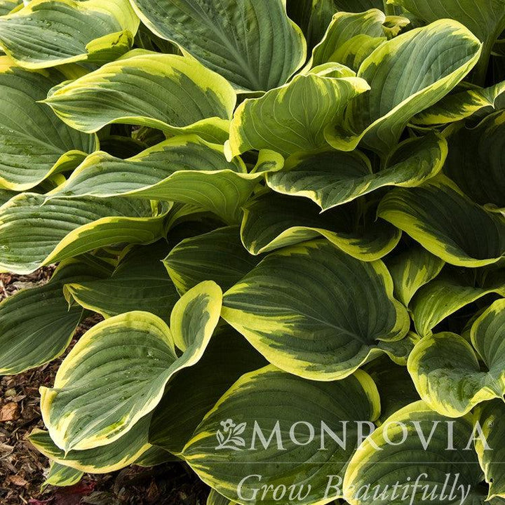 Hosta fluctuans 'Sagae' ~ Monrovia® Sagae Hosta-ServeScape