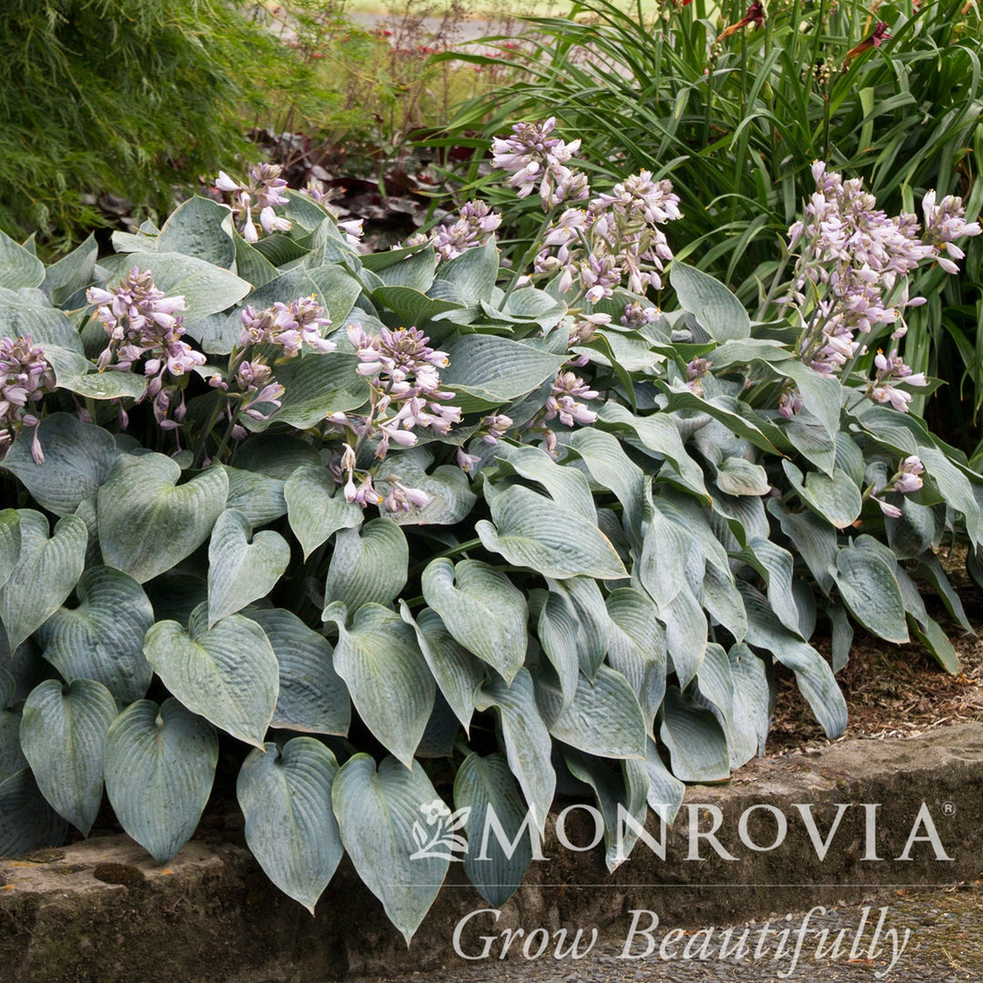 Hosta 'Halcyon' ~ Monrovia® Halcyon Hosta-ServeScape