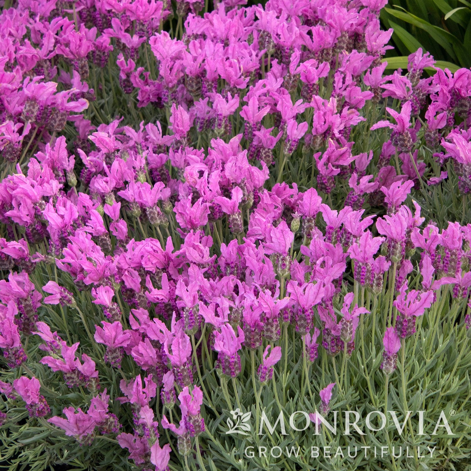 Lavandula stoechas subsp. pendunculata 'IBPR901-2' ~ Monrovia® The Princess™ Spanish Lavender-ServeScape