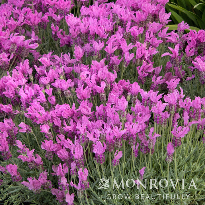 Lavandula stoechas subsp. pendunculata 'IBPR901-2' ~ Monrovia® The Princess™ Spanish Lavender-ServeScape