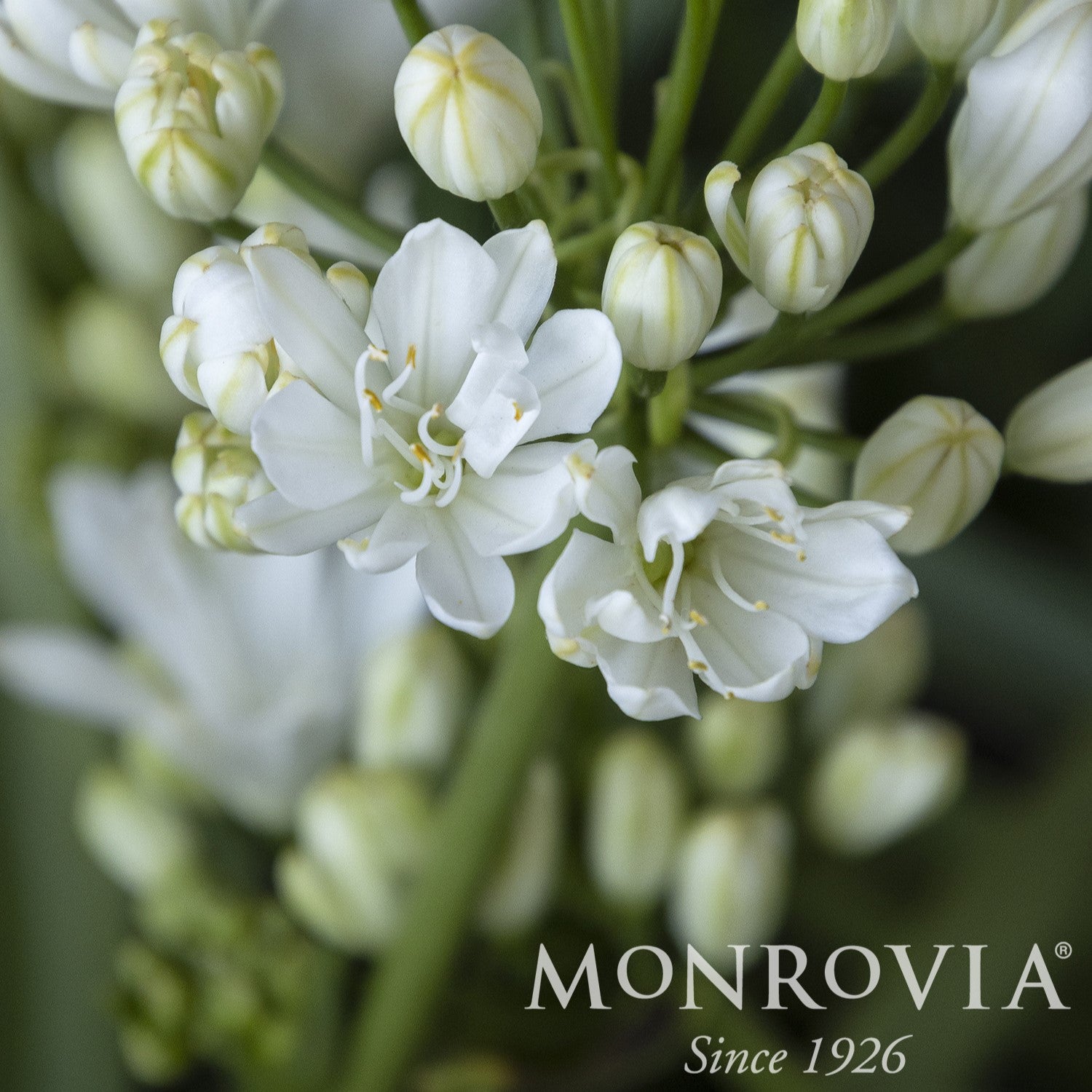 Agapanthus africanus 'RFDD' ~ Monrovia® Double Diamond Agapanthus-ServeScape