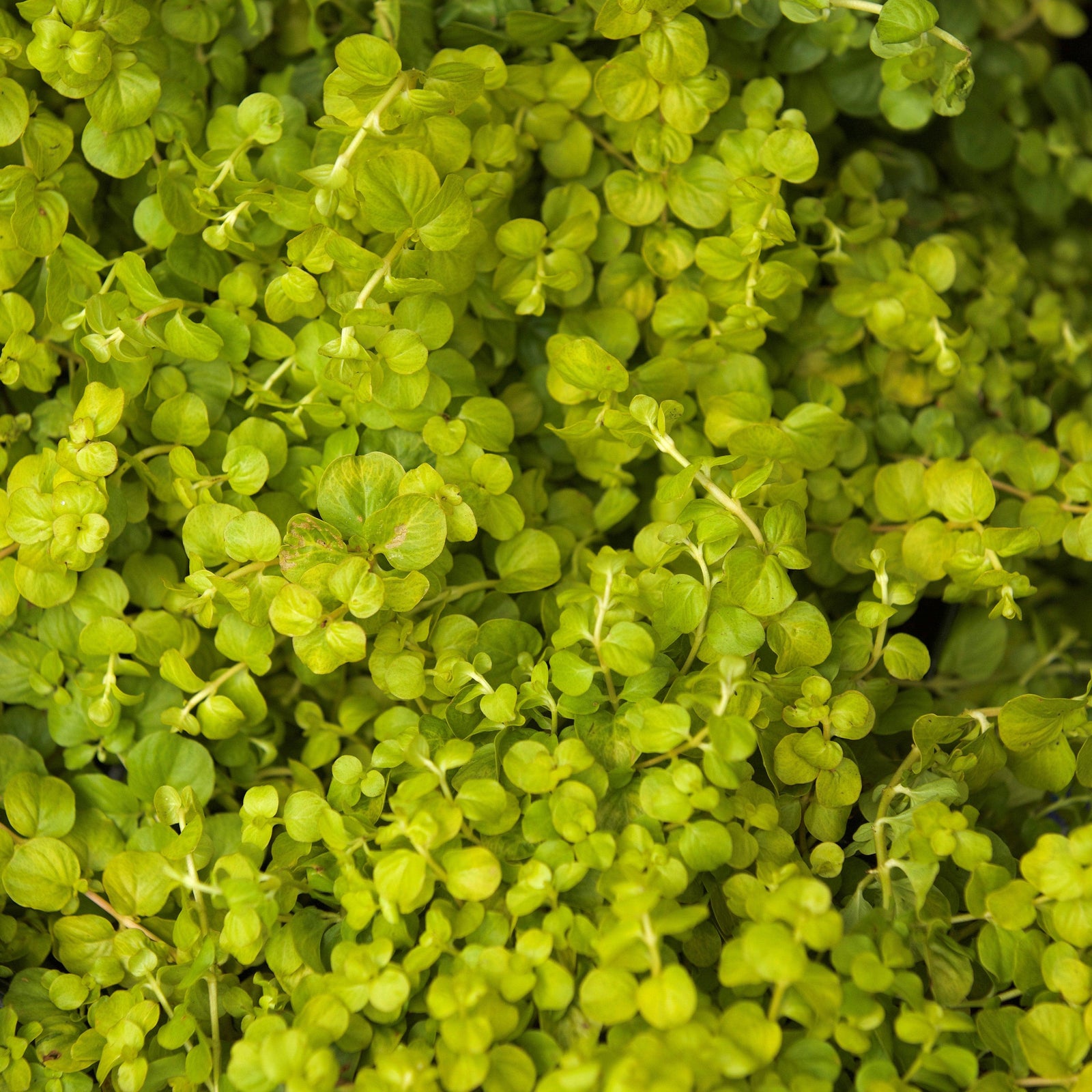 Lysimachia nummularia 'Aurea' ~ Golden Creeping Jenny-ServeScape