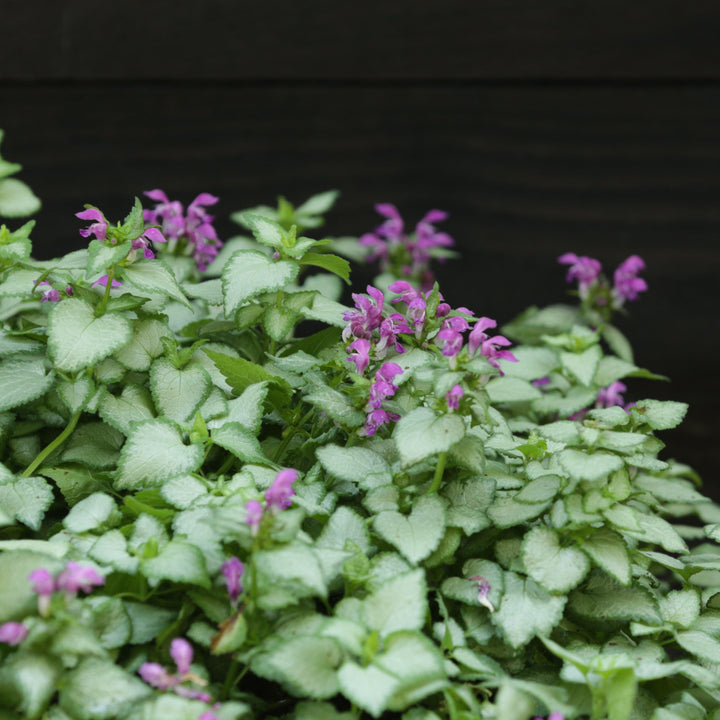 Lamium maculatum 'Beacon Silver' ~ Beacon Silver Deadnettle-ServeScape