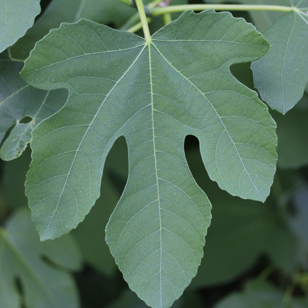 Ficus carica 'PT-DF-14' ~ Fignomenal® Dwarf Fig-ServeScape