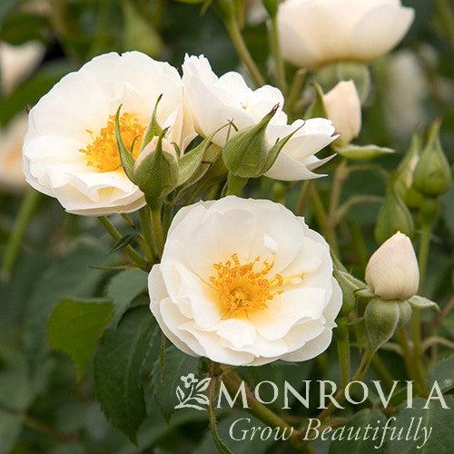 Rosa 'BOKRARUISP' PPAF ~ Monrovia® Nitty Gritty™ White Rose-ServeScape